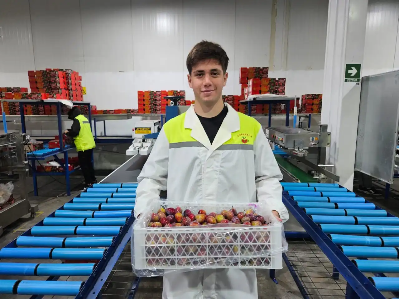 Agrícola Bridge inicia periodo de cosecha y secado